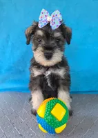 Tucker, a male Miniature Schnauzer for sale in Carbondale, IL – 3 of 4