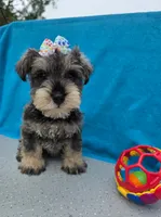 Shadow, a male Miniature Schnauzer for sale in Carbondale, IL – 3 of 4