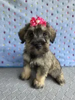Mae, a female Miniature Schnauzer for sale in Carbondale, IL – 5 of 5