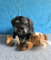 Buddy, a male Miniature Schnauzer for sale in Carbondale, IL – 2 of 3