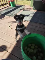 Pebbles, a female Miniature Schnauzer for sale in Carbondale, IL – 3 of 8
