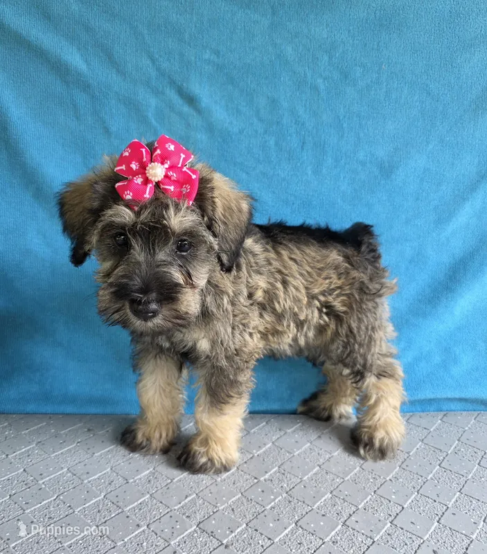 Mae – Miniature Schnauzer puppy for sale in Carbondale, IL