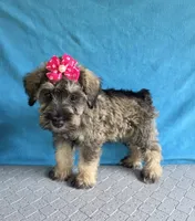 Mae, a female Miniature Schnauzer for sale in Carbondale, IL – 1 of 5