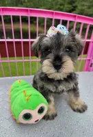 Shadow, a male Miniature Schnauzer for sale in Carbondale, IL – 4 of 4