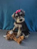 Suzie, a female Miniature Schnauzer for sale in Carbondale, IL – 2 of 5