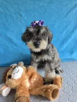 Alice, a female Miniature Schnauzer for sale in Carbondale, IL – 3 of 4