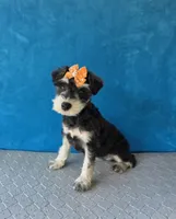 Pebbles, a female Miniature Schnauzer for sale in Carbondale, IL – 7 of 8