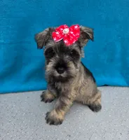 Dexter, a male Miniature Schnauzer for sale in Carbondale, IL – 4 of 4