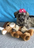 Mae, a female Miniature Schnauzer for sale in Carbondale, IL – 2 of 5