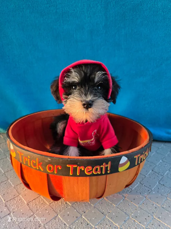 Loki – Miniature Schnauzer puppy for sale in Carbondale, IL