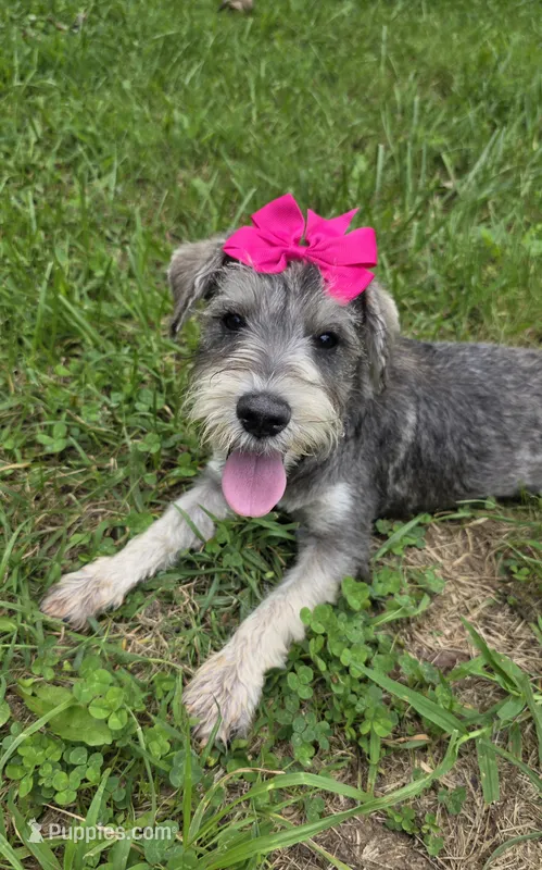 Suzie – Miniature Schnauzer puppy for sale in Carbondale, IL