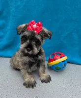 Dexter, a male Miniature Schnauzer for sale in Carbondale, IL – 2 of 4