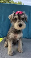 Suzie, a female Miniature Schnauzer for sale in Carbondale, IL – 5 of 5