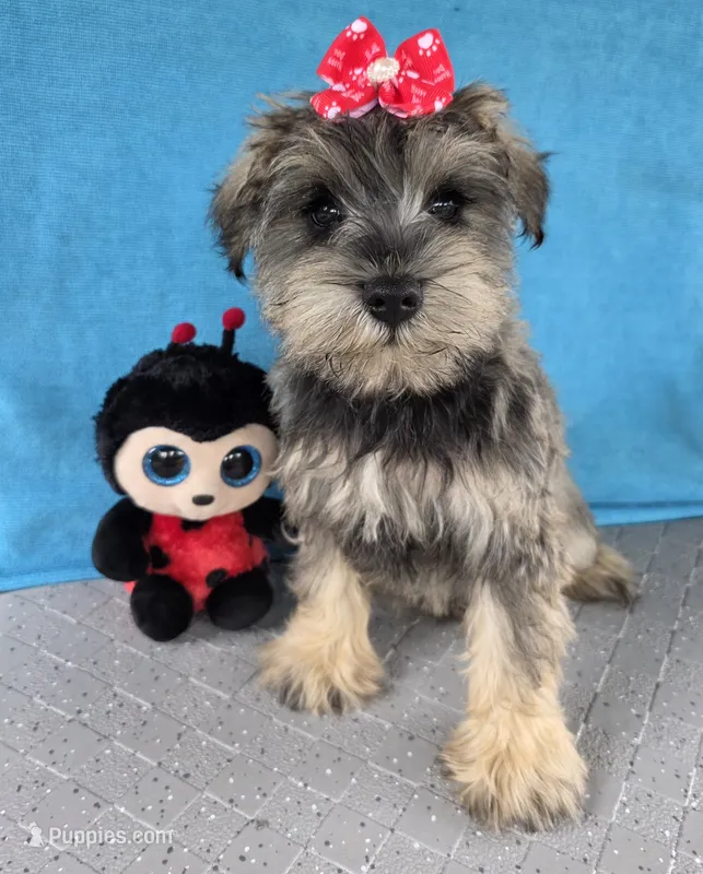 Amelia – Miniature Schnauzer puppy for sale in Carbondale, IL