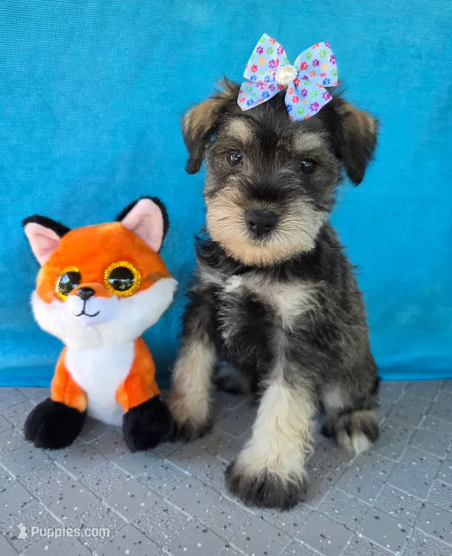 Tucker – Miniature Schnauzer puppy for sale in Carbondale, IL