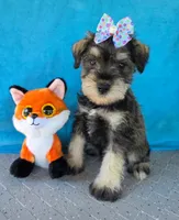 Tucker, a male Miniature Schnauzer for sale in Carbondale, IL – 1 of 4
