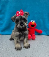 Dexter, a male Miniature Schnauzer for sale in Carbondale, IL – 3 of 4