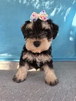 Trooper, a male Miniature Schnauzer for sale in Carbondale, IL – 2 of 3