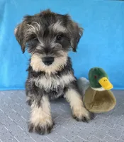 Remy, a male Miniature Schnauzer for sale in Carbondale, IL – 3 of 5