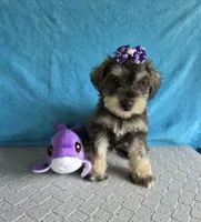 Alice, a female Miniature Schnauzer for sale in Carbondale, IL – 2 of 4