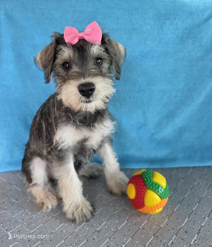 Emily – Miniature Schnauzer puppy for sale in Carbondale, IL
