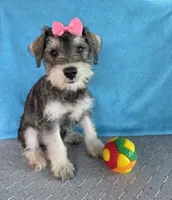 Emily, a female Miniature Schnauzer for sale in Carbondale, IL – 5 of 7