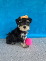 Sage, a female Miniature Schnauzer for sale in Carbondale, IL – 5 of 6