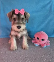 Emily, a female Miniature Schnauzer for sale in Carbondale, IL – 3 of 7