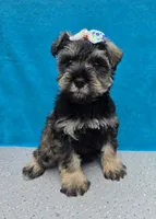 Octavia, a female Miniature Schnauzer for sale in Carbondale, IL – 4 of 4