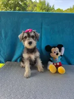 Suzie, a female Miniature Schnauzer for sale in Carbondale, IL – 1 of 5