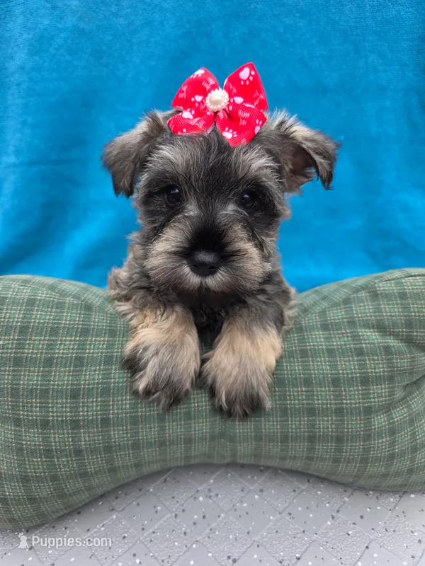 Dexter – Miniature Schnauzer puppy for sale in Carbondale, IL