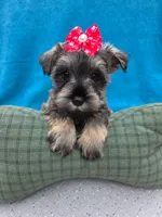 Dexter, a male Miniature Schnauzer for sale in Carbondale, IL – 1 of 4