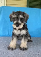 Remy, a male Miniature Schnauzer for sale in Carbondale, IL – 5 of 5
