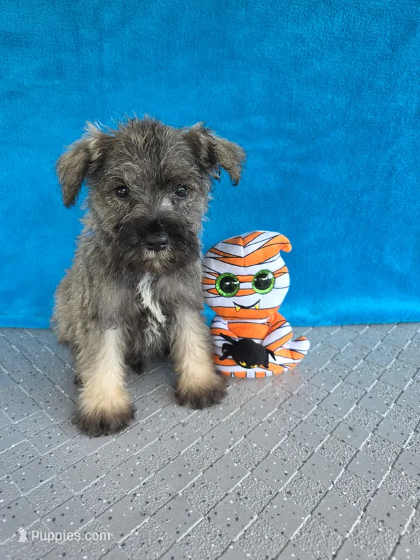 Braxton – Miniature Schnauzer puppy for sale in Carbondale, IL