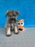 Braxton, a male Miniature Schnauzer for sale in Carbondale, IL – 1 of 4