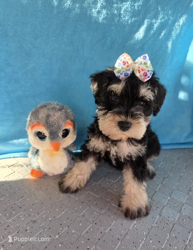 Trooper – Miniature Schnauzer puppy for sale in Carbondale, IL
