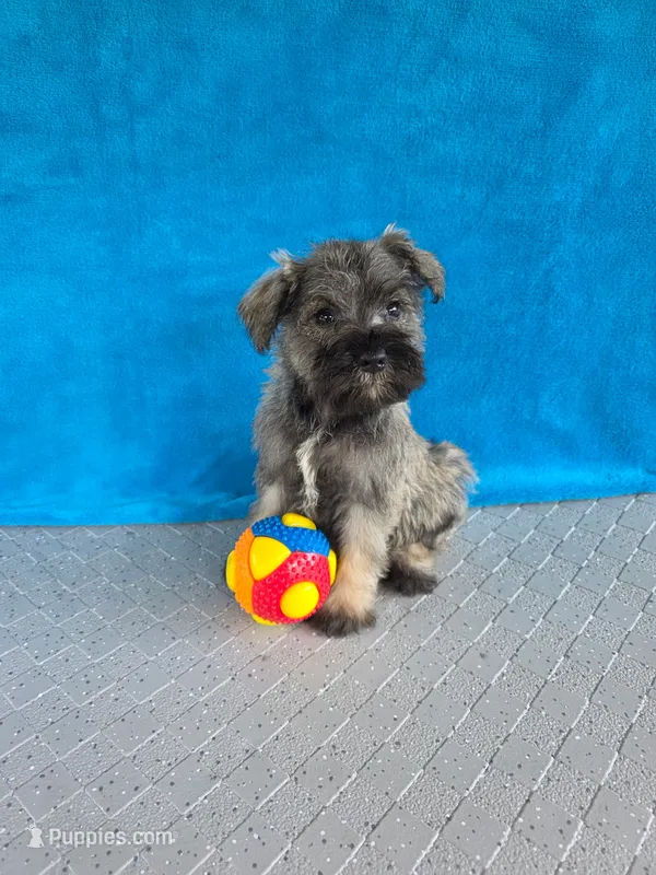 Braxton – Miniature Schnauzer puppy for sale in Carbondale, IL