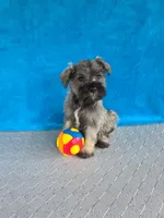 Braxton, a male Miniature Schnauzer for sale in Carbondale, IL – 3 of 4