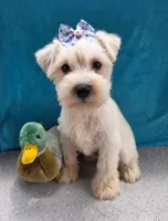 Ranger, a male Miniature Schnauzer for sale in Carbondale, IL – 1 of 4