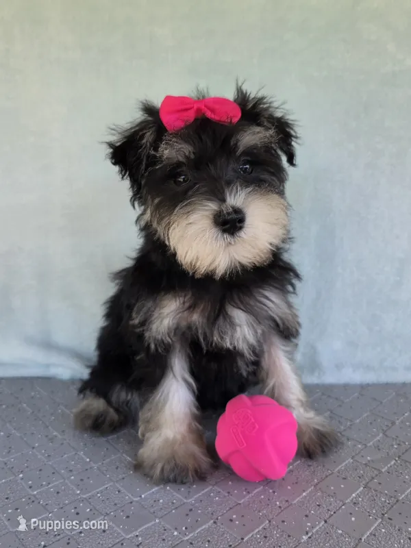 Sage – Miniature Schnauzer puppy for sale in Carbondale, IL
