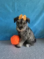 Tina, a female Miniature Schnauzer for sale in Carbondale, IL – 3 of 3