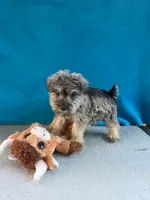 Marley, a male Miniature Schnauzer for sale in Carbondale, IL – 3 of 6