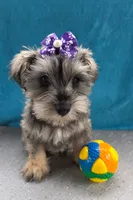 Amelia, a female Miniature Schnauzer for sale in Carbondale, IL – 3 of 3