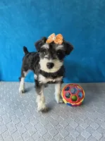 Pebbles, a female Miniature Schnauzer for sale in Carbondale, IL – 5 of 8