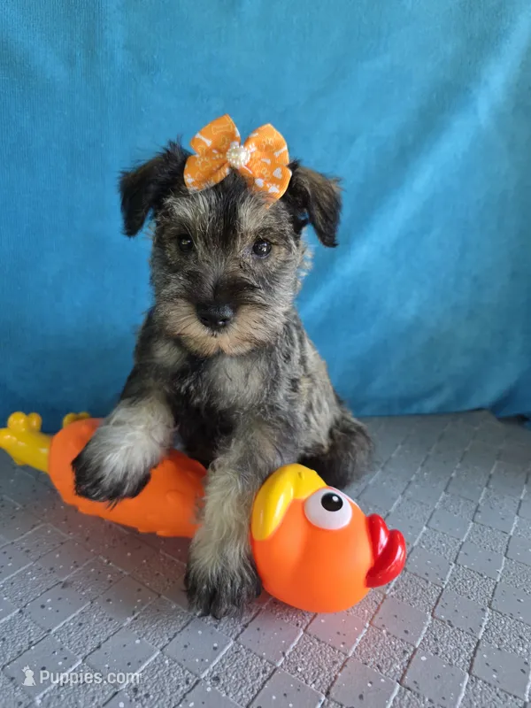 Tina – Miniature Schnauzer puppy for sale in Carbondale, IL