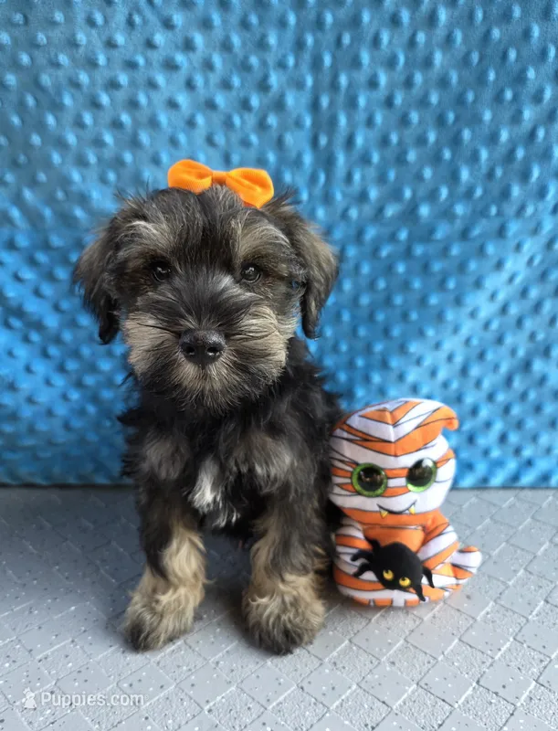 Buddy – Miniature Schnauzer puppy for sale in Carbondale, IL