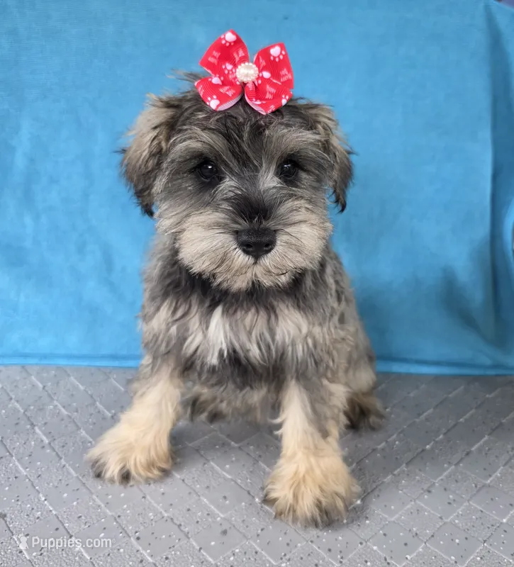 Amelia – Miniature Schnauzer puppy for sale in Carbondale, IL