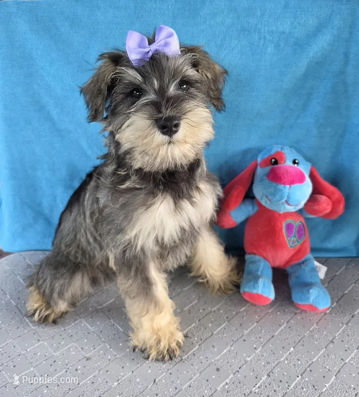 Olivia – Miniature Schnauzer puppy for sale in Carbondale, IL