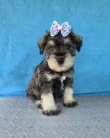Tucker, a male Miniature Schnauzer for sale in Carbondale, IL – 4 of 4