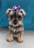 Amelia, a female Miniature Schnauzer for sale in Carbondale, IL – 1 of 3